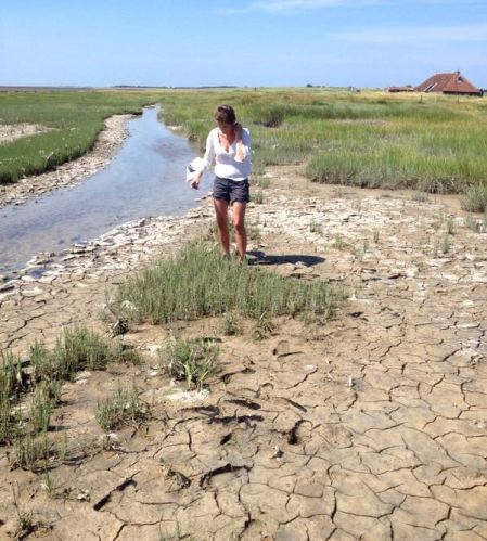 Zeekraal plukken op Terschelling