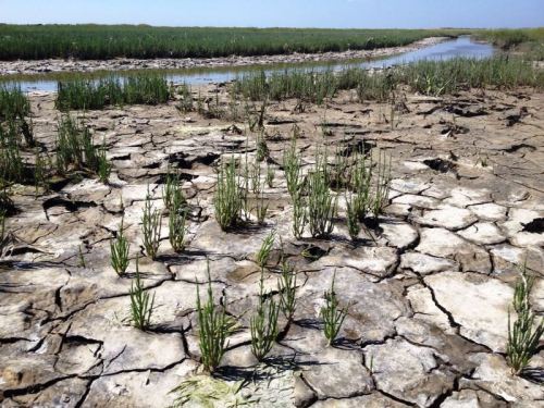 Zeekraal Terschelling